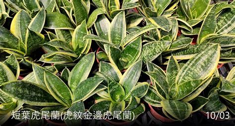 短葉虎尾蘭品種|【虎尾蘭品種圖鑒】15大最受歡迎的虎尾蘭品種介紹，。